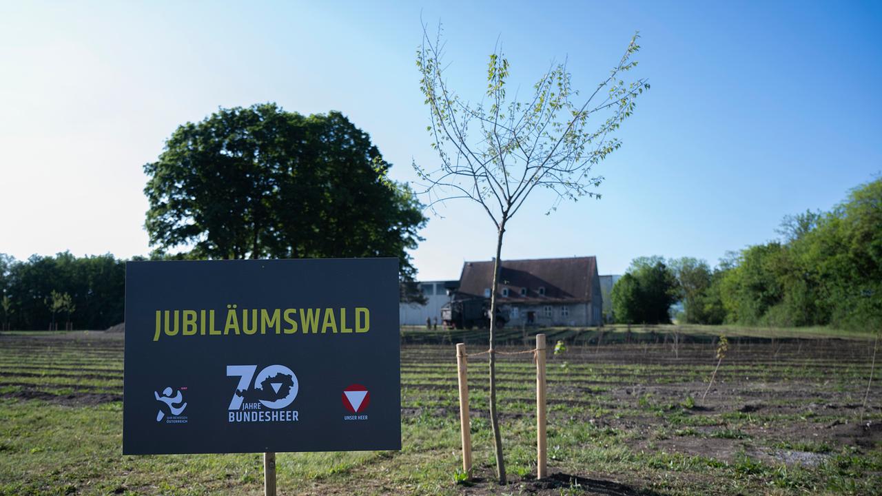 Ein Jungbaum auf einem Feld, daneben ein Schild mit der Aufschrift "Jubiläumswald" und den Logos des Bundesheeres und von WIR BEWEGEN ÖSTERREICH.